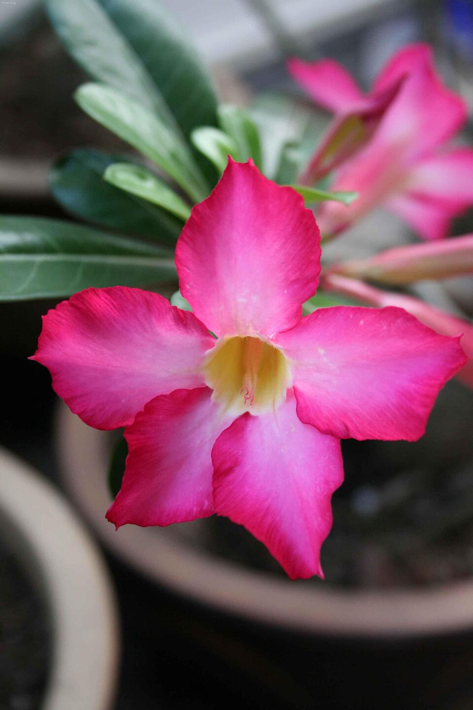 flower.jpg