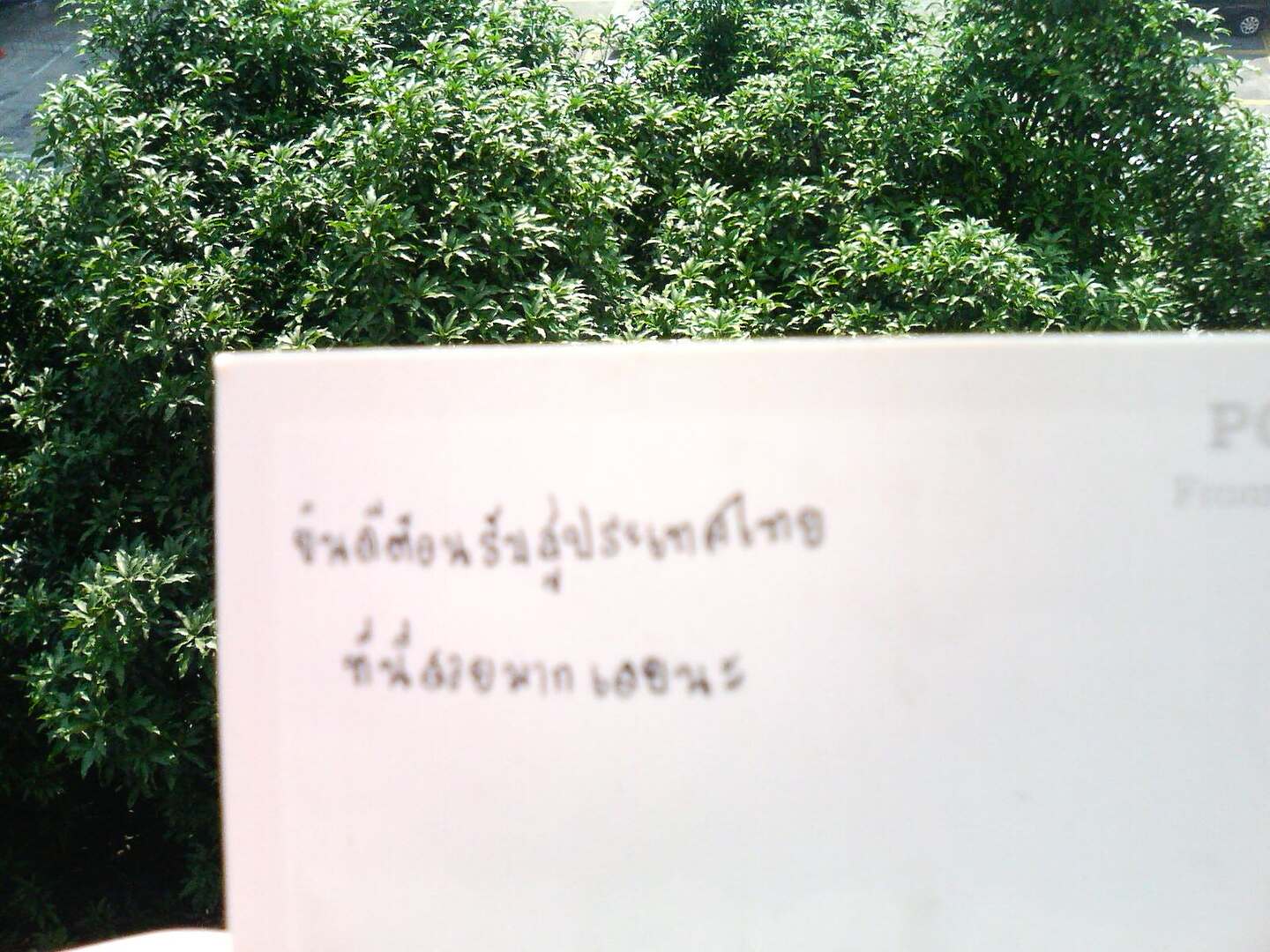 NEC_0017.JPG