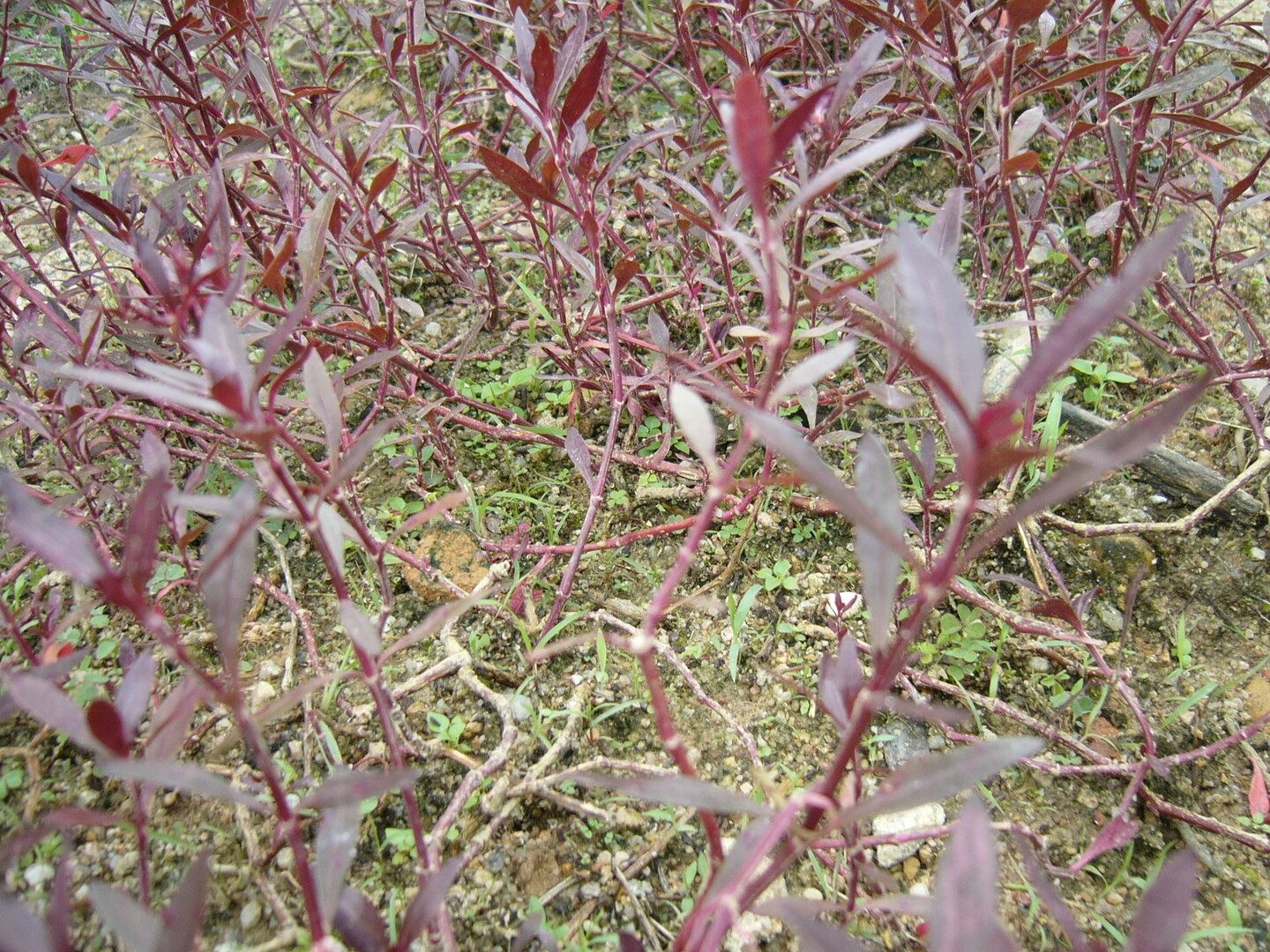 P1020250.JPG