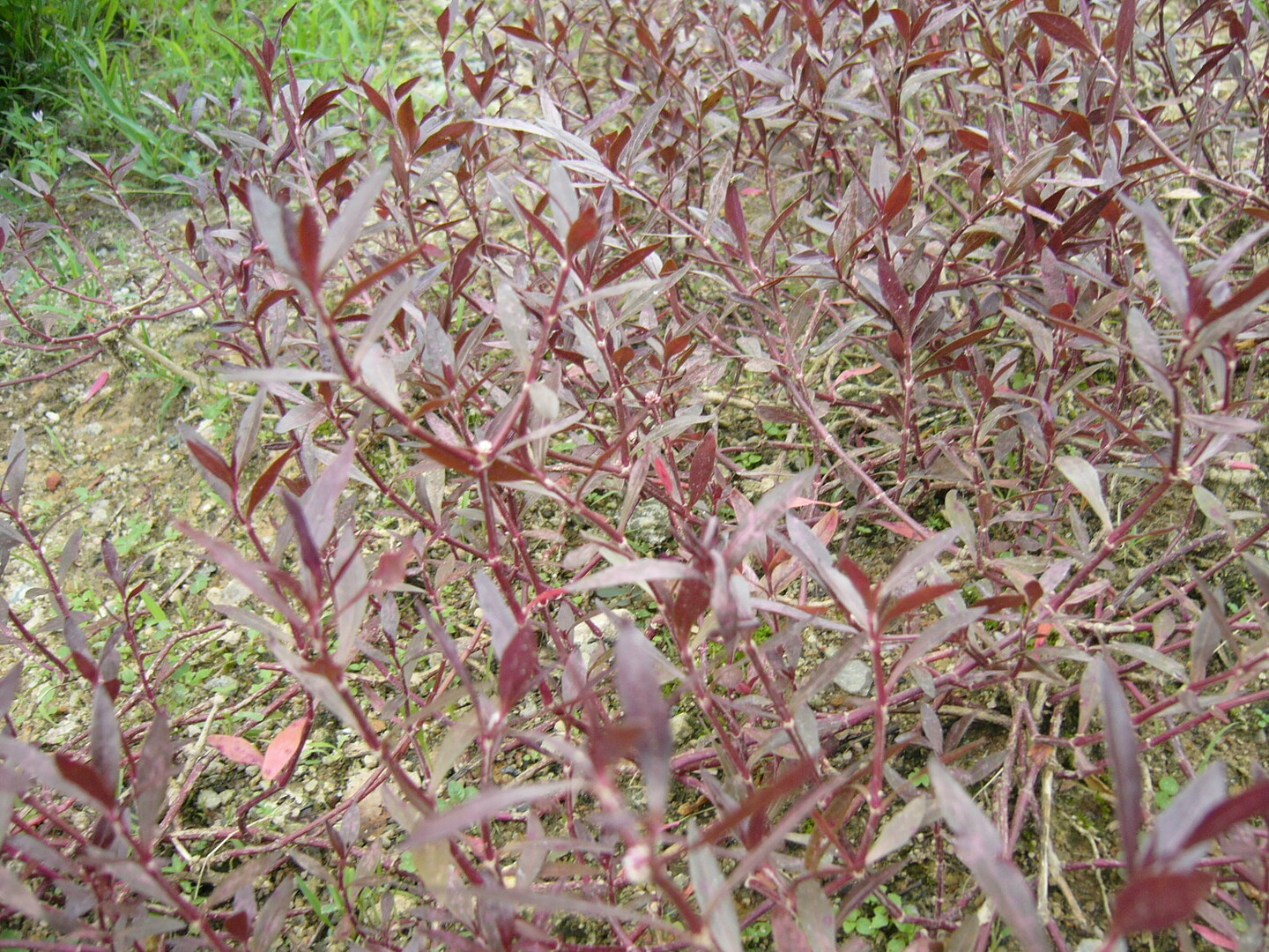 P1020249.JPG