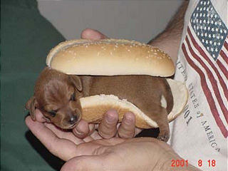 cute_hotdog.jpg