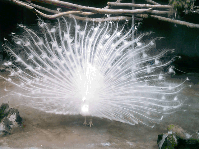white peacock.gif