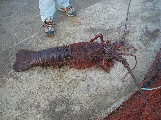 lobster.jpg
