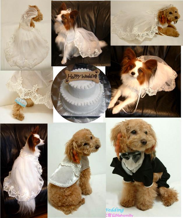 dogs wedding.jpg