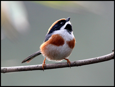400x301_4e0869dc1.jpg