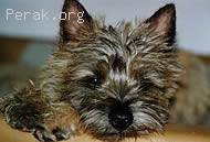 Cairn_Terrier.jpg