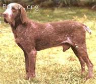 Burgos_Pointing_Dog.jpg