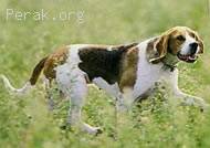 Artois_Hound.jpg