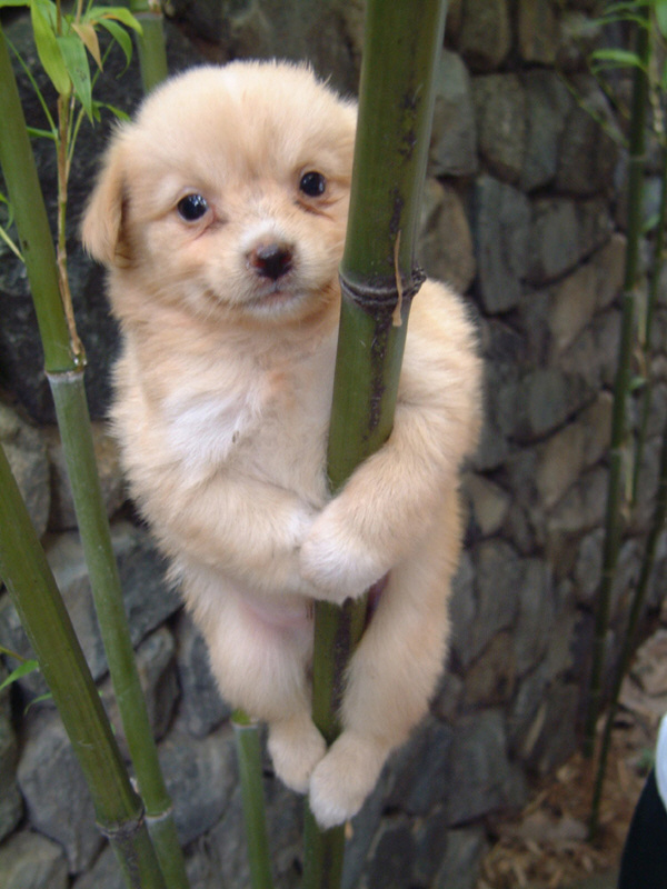 cute dog.jpg