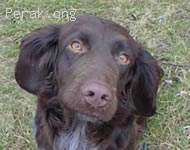 German_Spaniel.jpg