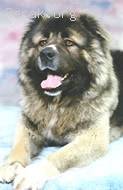 Caucasian_Sheepdog.jpg