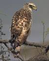 spilornis cheela2.jpg