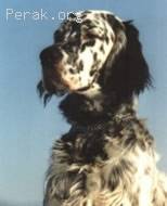 English_Setter.jpg