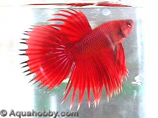 Betta_splendens_17.jpg