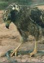 spilornis cheela 4.jpg