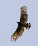 spilornis cheela 1.jpg