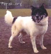 Greenland_Dog.jpg