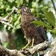 spilornis cheela3.jpg