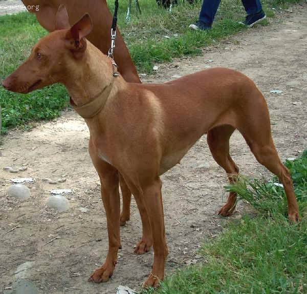 Cirneco dellEtna.jpg