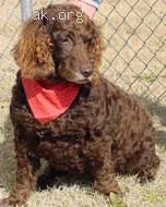 Boykin_Spaniel.jpg