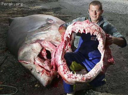 60658-shark_wideweb__430x3191.jpg