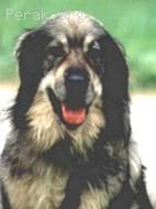 Karst_Shepherd_Dog.jpg